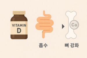 중장년 건강 관리 필수템 – 비타민D·칼슘 고르는 법 본문 이미지