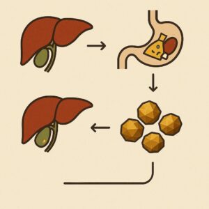 간 건강과 지방간 해독 과정, 간에서 담즙이 생성되어 음식 지방을 분해하고 순환되는 원리