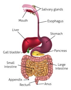 건강검진 결과지의 수치를 돋보기로 확인하고, 간 건강·혈관 및 지질·대사 및 혈당 수치로 연결하여 최종적으로 건강 상태를 해석하는 과정을 보여주는 인포그래픽 이미지